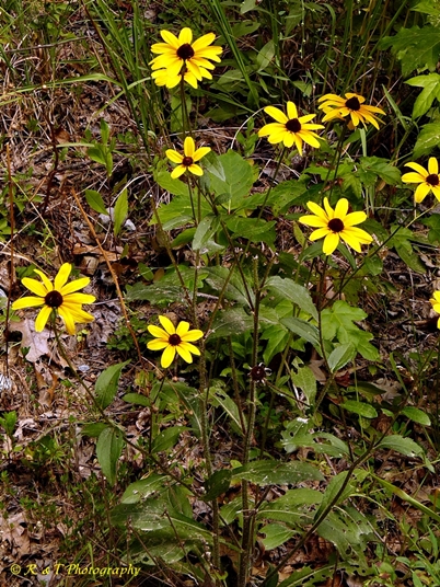 {Rudbeckia hirta}